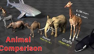 Image result for sizes compare animal