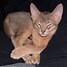 Image result for Abyssinian 