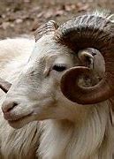 Image result for Types of Rams Animal