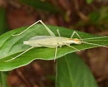 Image result for Cricket Animal Free Copyright Image