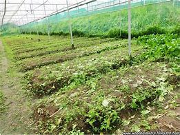 Image result for Exotic Farm Organic