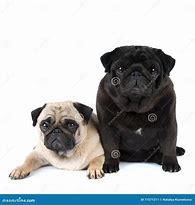 Image result for Purebred Pug