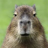 Image result for capybara