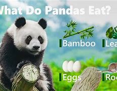 Image result for Panda Bear Diet