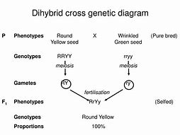 Image result for Dihybrid
