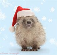 Image result for Baby Hedgehog with Hat