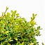 Image result for Buxus microphylla Rococo