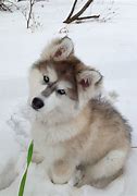 Image result for Samoyed Wolf Mix