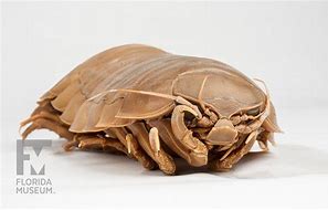 Image result for Big Pill Bug