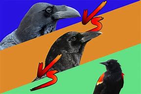 Image result for Crow Raven Blackbird Difference