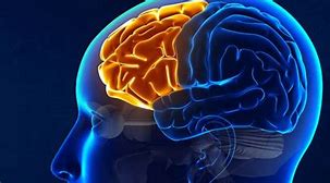 Image result for Omplanation of Memory into Brain Images