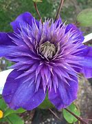 Image result for Purple Clematis Cut Flower