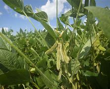 Image result for soybean plant photos