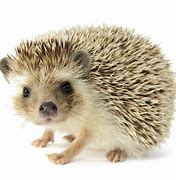 Image result for Baby Hedgehog vs Porcupine