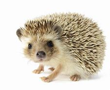 Image result for Porcupine versus Hedgehog