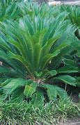 Image result for Cycas revoluta