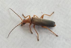 Image result for "soldier-beetle"