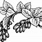 Image result for Dewberry Picture Clip Art