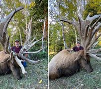 Image result for Largest Elk On Record