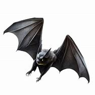 Image result for Bat Wings Transparent