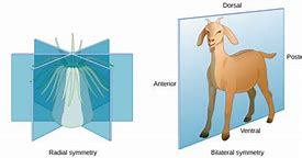 Image result for Asymmetry