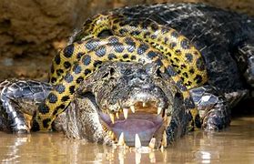 Image result for Anaconda Caiman