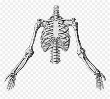 Image result for Arm Skeleton Exray