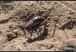 Image result for Hopping Spider Cricket Pictures
