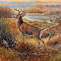 Image result for Whitetail Deer at Sunrise Wallpaper