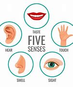 Image result for 5 Senses Clip Art