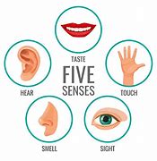 Image result for Body Senses Iquize Picture