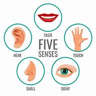 Image result for 5 Senses Animated