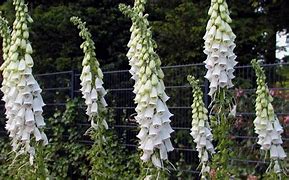 Image result for Digitalis purpurea alba