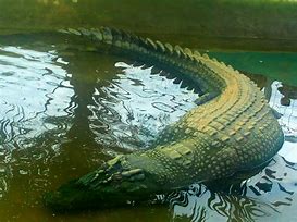 Image result for Lolong Crocodile