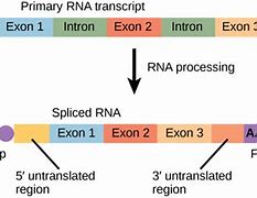 Image result for DNA Transcription Exons and Introns