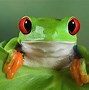 Image result for Cute Frog Wallpaper