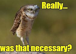 Image result for Burrowing Owl Meme