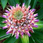 Image result for Pineapple Flowering