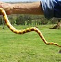 Image result for Viper Snake Toy