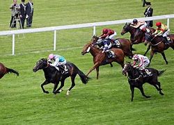 Image result for Flat Racing