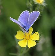 Image result for Blue Butterfly On Flower