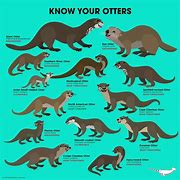 Image result for Otter Species Identification