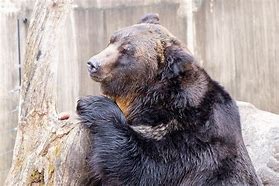 Image result for Riding a Bear Images