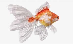 Image result for Goldfish 3D Model