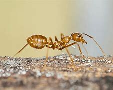 Image result for Crazy Ants Florida