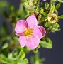 Image result for Potentilla fruticosa Lovely Pink