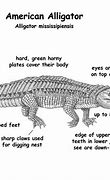 Image result for Are Crocodiles Bigger than Alligators