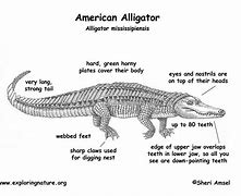 Image result for Alligator in Virginia