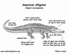 Image result for Alligator This Area