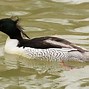 Image result for Rarest Bird On Earth